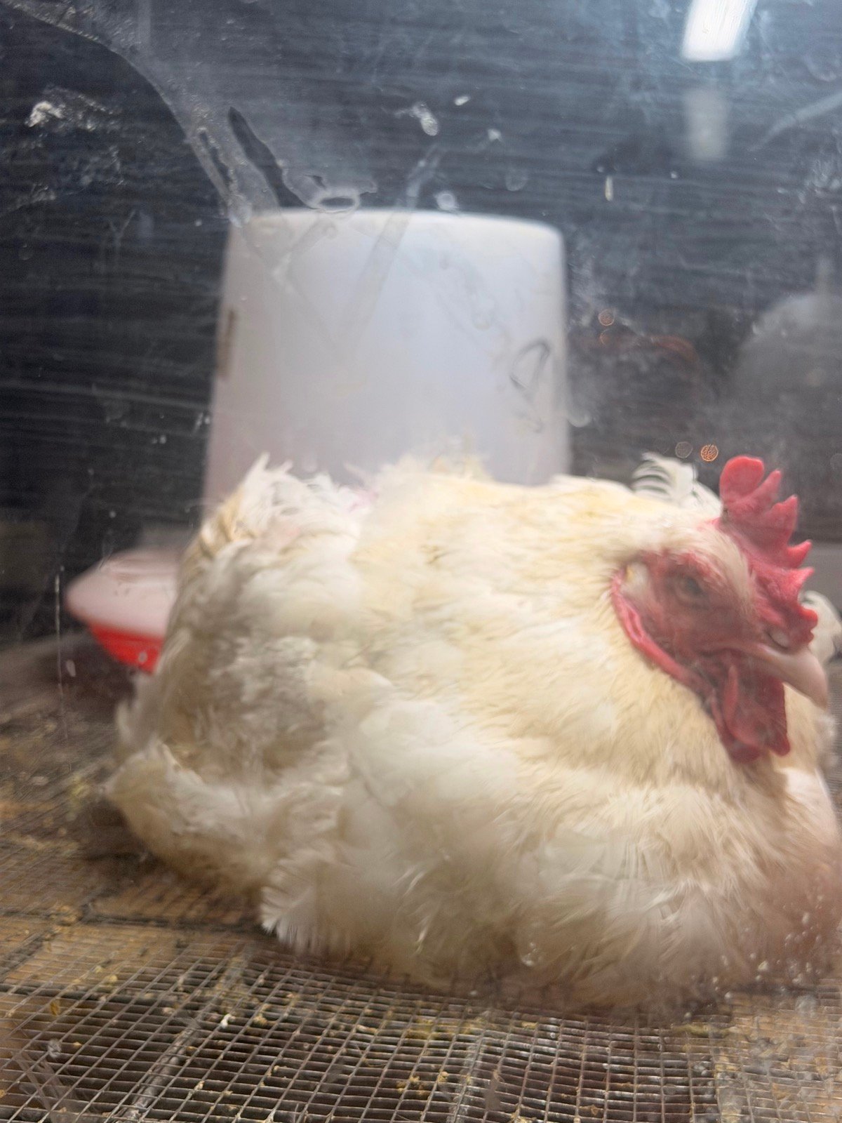Whole chicken 